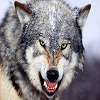 Wolftrader