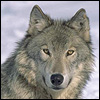 profil boursier de Spywolf